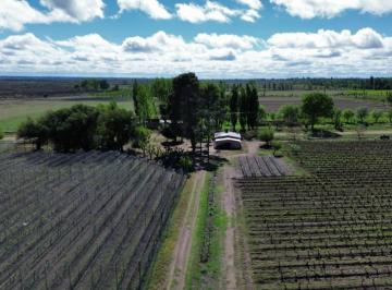 Campo · 32ha · 4 Ambientes · 1 Cochera · Finca en Goudge - San Rafael