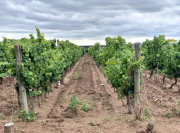 Campo · 200m² · 1 Ambiente · Oportunidad Finca en Producción Mendoza 35 Hec