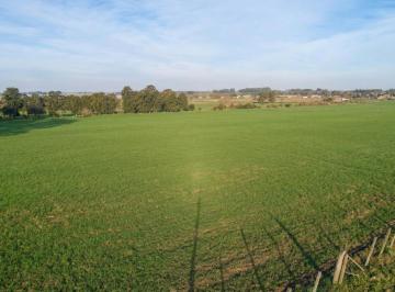 Campo · 113000ha · Campo en Los Algodones