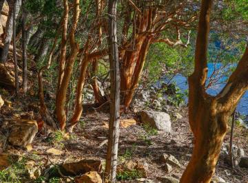 Terreno · 11ha · Importante Fracción con Acceso a Costa de Lago Moreno Este