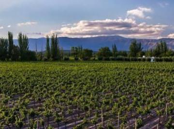 Campo · 70ha · Campo 70 Ha en Excelente Zona - Maipú - Mendoza.
