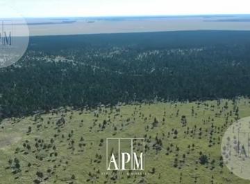 Campo · 433m² · Venta | Campo Forestal de Pinos – Puerto Valle, Corrientes