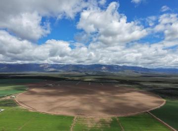 Campo · 1990000m² · Finca y Srl San Carlos Valle de Uco