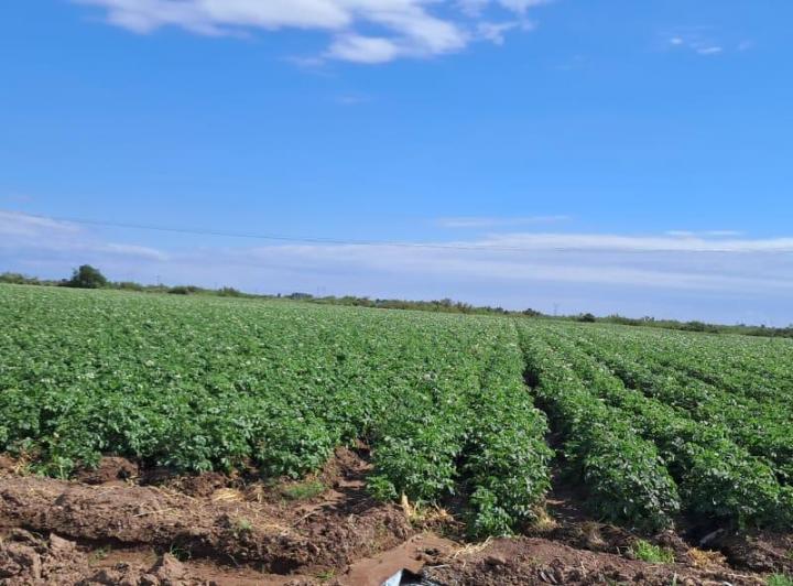 Campo · 92ha