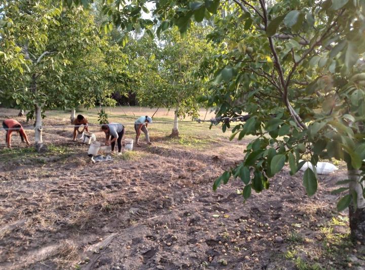 Campo · 47ha