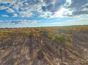 Campo · 50ha · Venta de Finca Productiva 50 Ha, Medrano, Mendoza