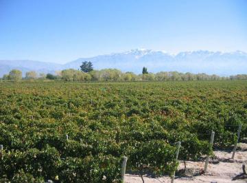 Campo · 81ha · Finca de 81,9 Has en Venta con Excelente Ubicación en La Consulta