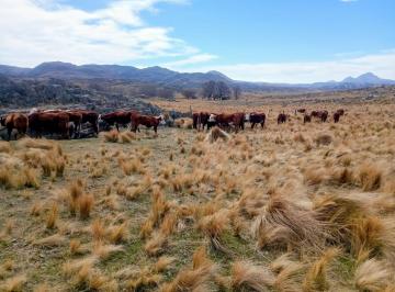 Campo · 60ha · Valle de Pancanta, 60 Has a 800 m Ruta 9