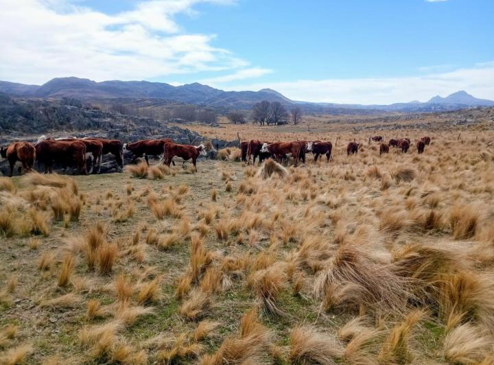 Campo · 60ha