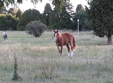 Terreno , Mar del Plata · Chacra en Venta en La Peregrina, Sierra de Los Padres