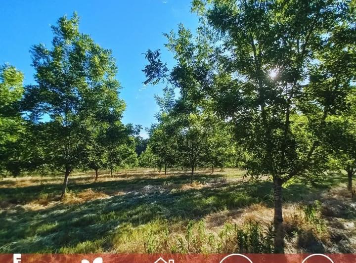 Campo · 125ha