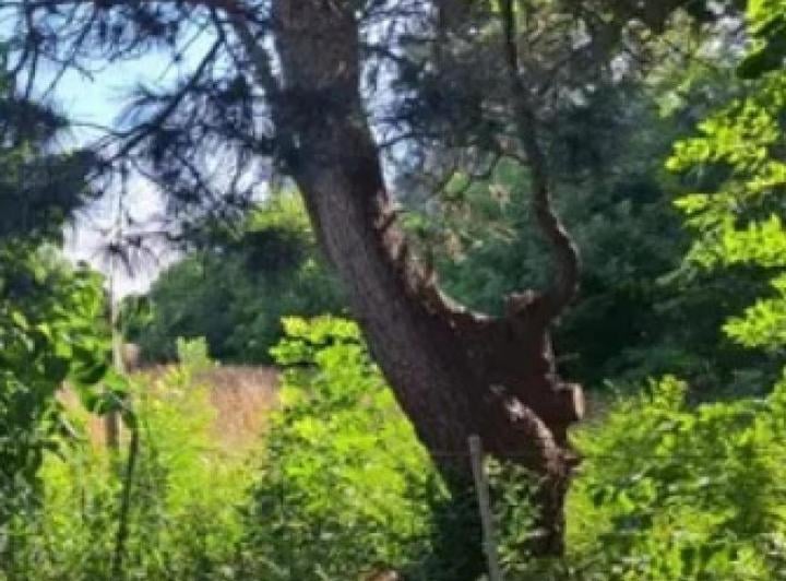 Terreno · 1200m²