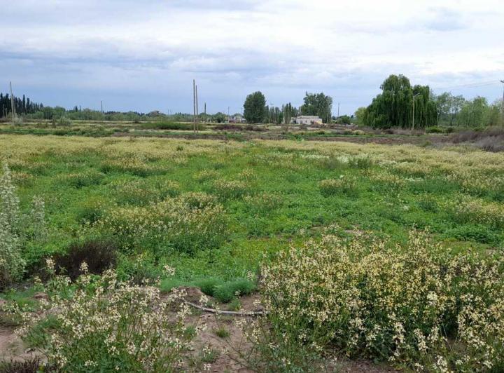 Terreno · 250m²