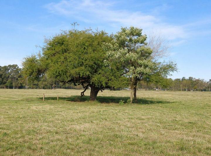 Terreno · 250m²