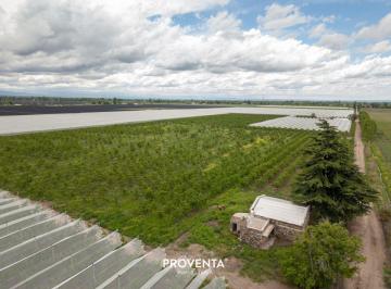 Campo , La Consulta · Finca Productiva en Venta en La Consulta, Mendoza | 90 Hectáreas