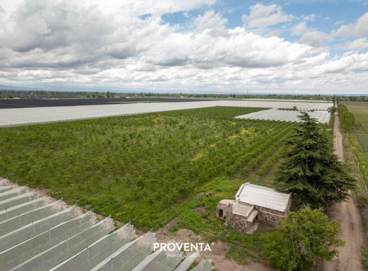 Campo · 90ha