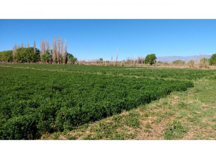 Campo · 133800m²