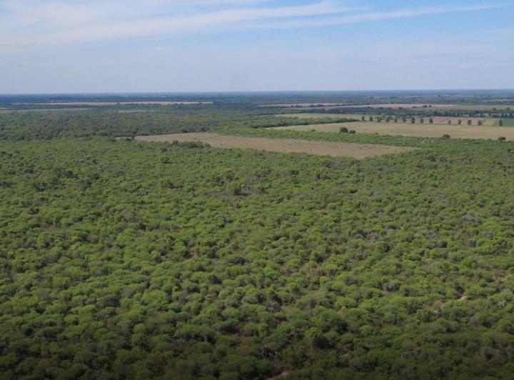 Campo · 110ha