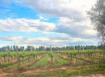 Campo · 53ha · Venta. Finca. La Legua. Medrano