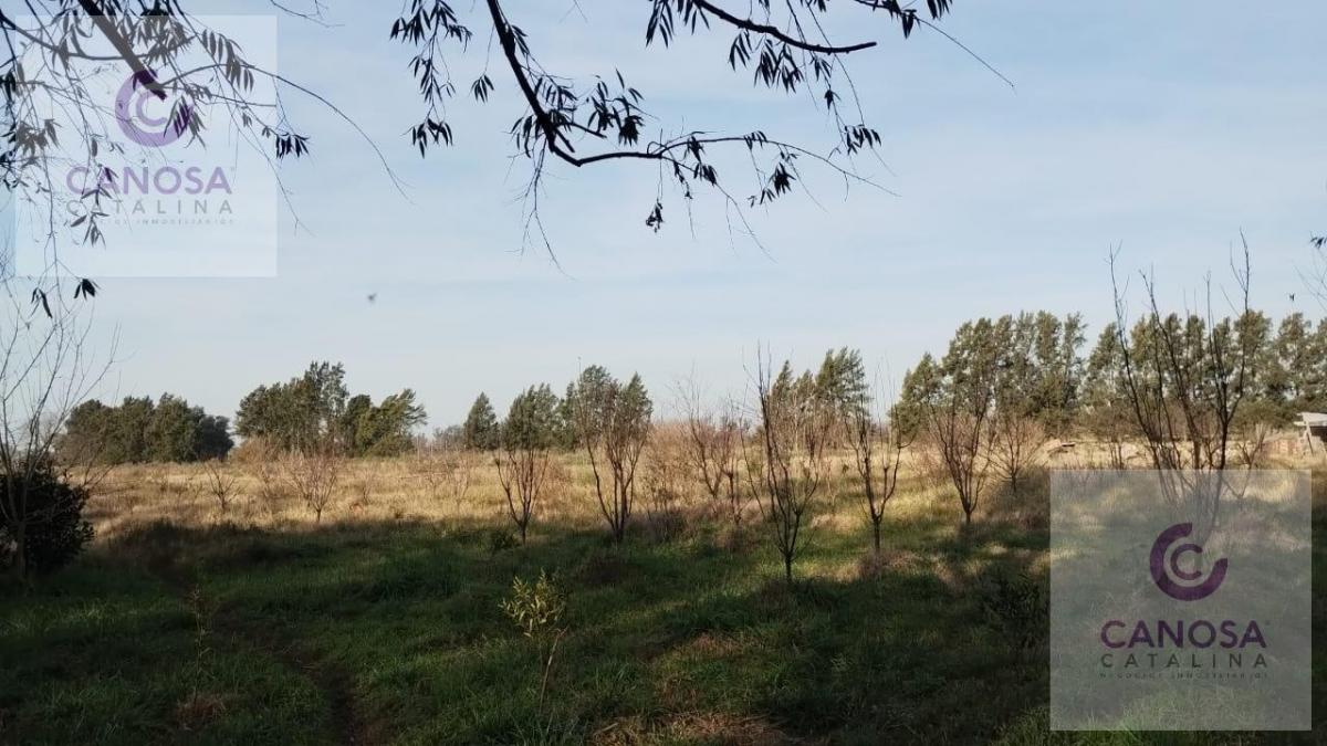Campo de 5 Has en Mercedes, con escritura. - Cortina de casuarinas en todo el pe...