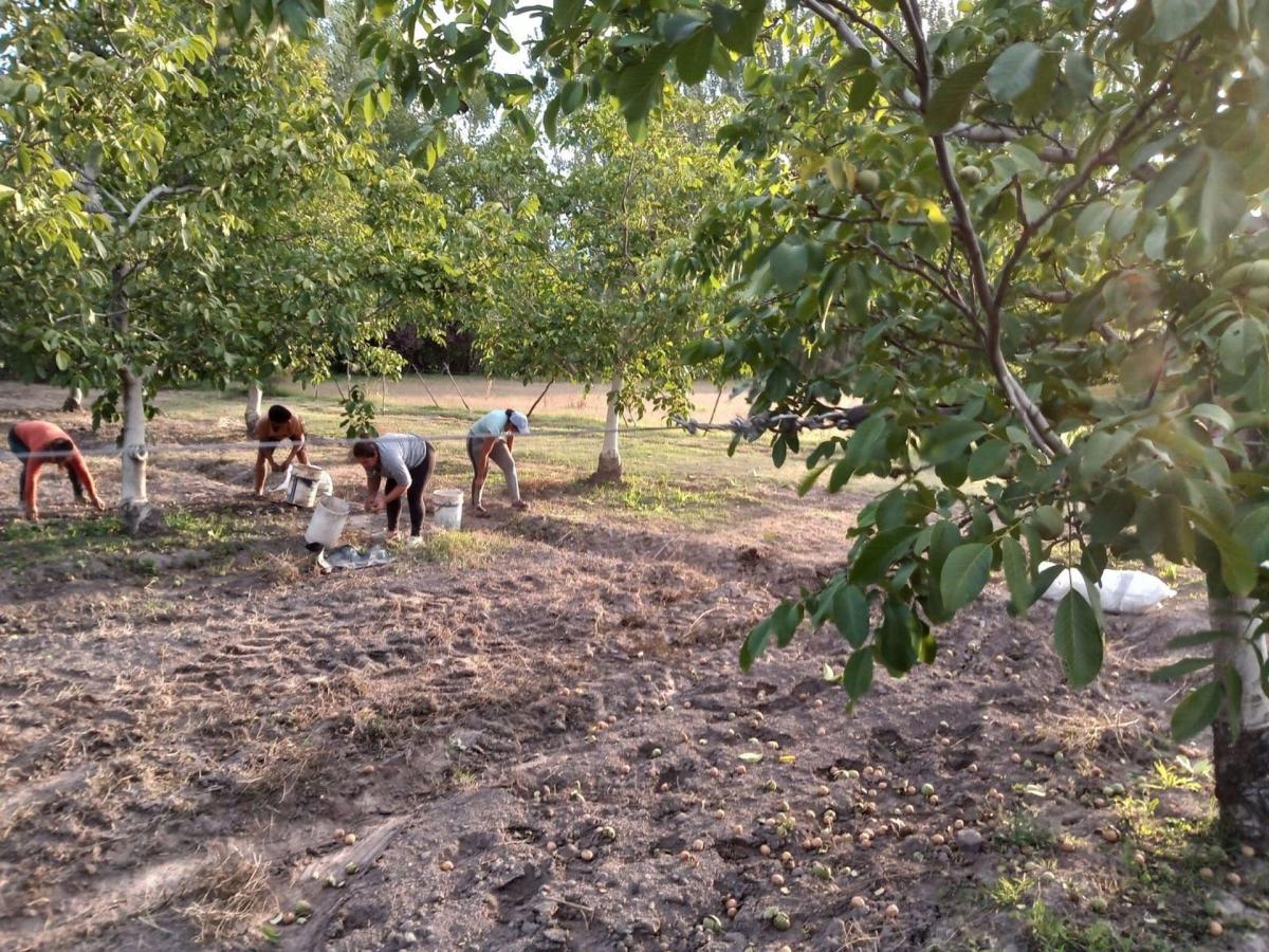 Bascuñan S/N, Colonia Las Rosas, Mendoza