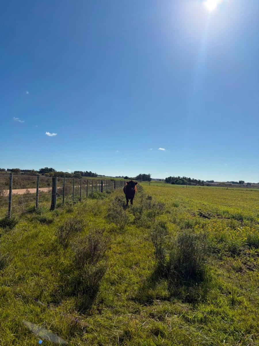 A la Pedrera S/N,  San Jacinto, Canelones